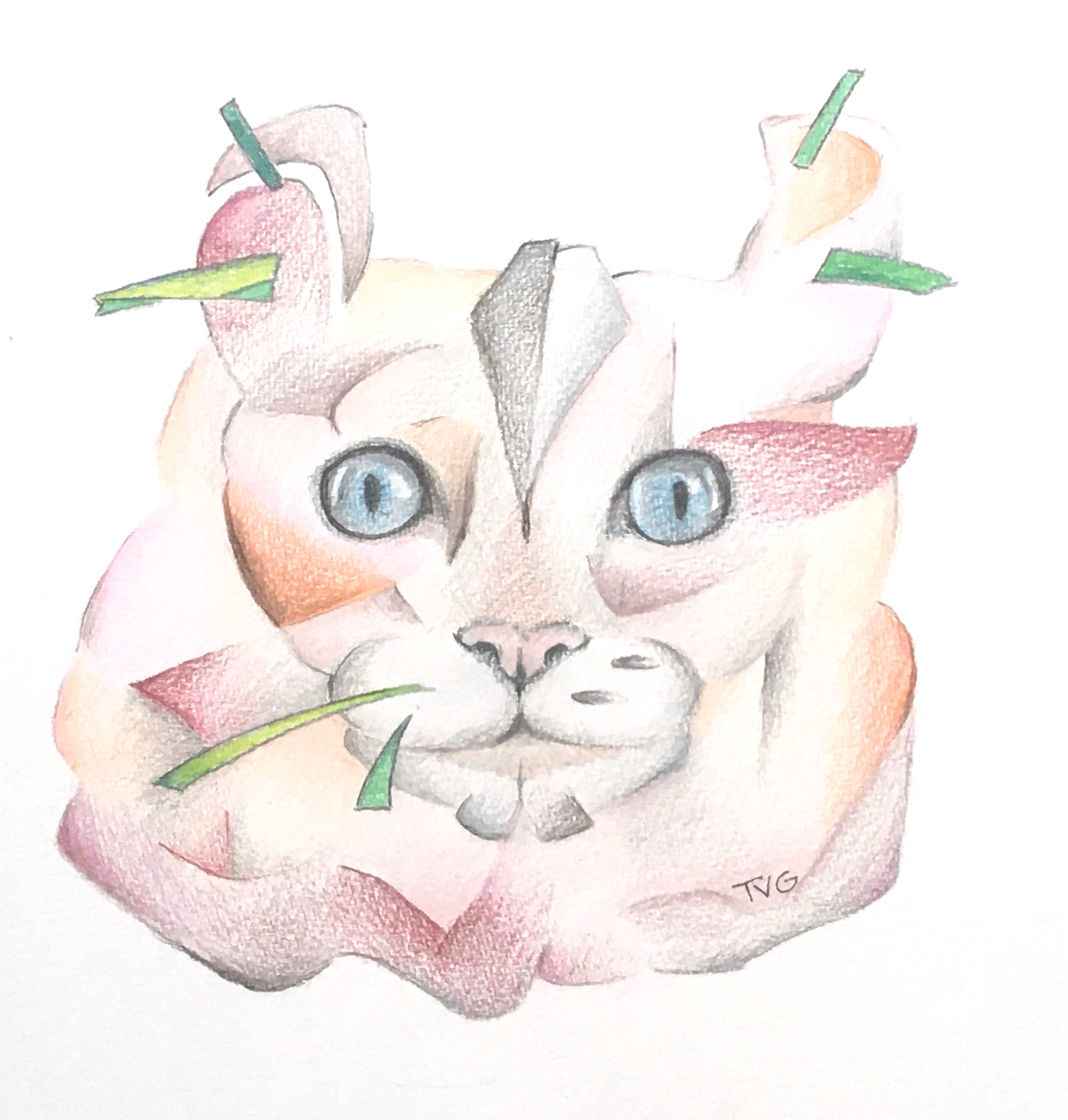 TVG American curl hair