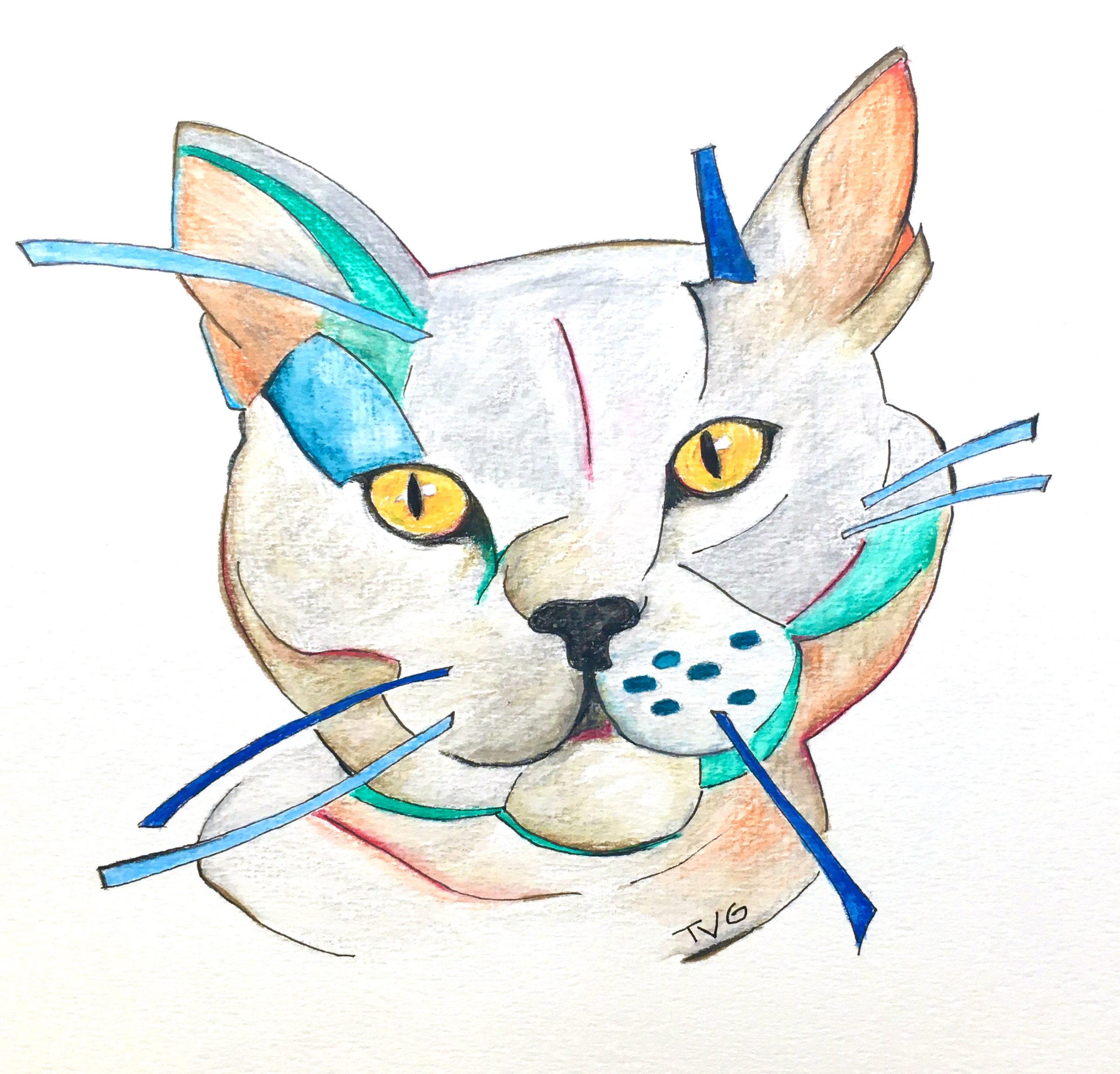 TVG Brittish shorthair