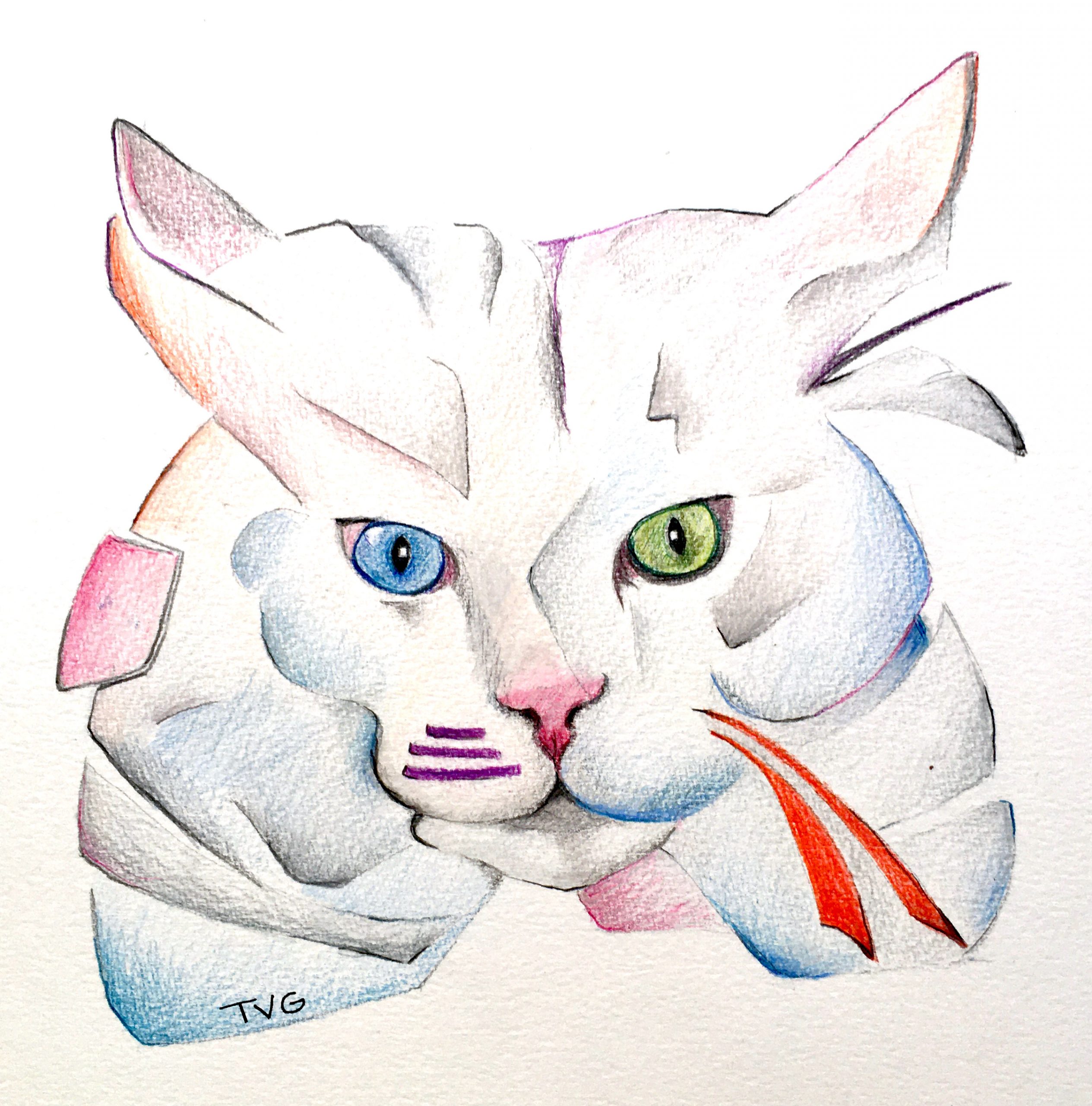TVG Turkish Angora