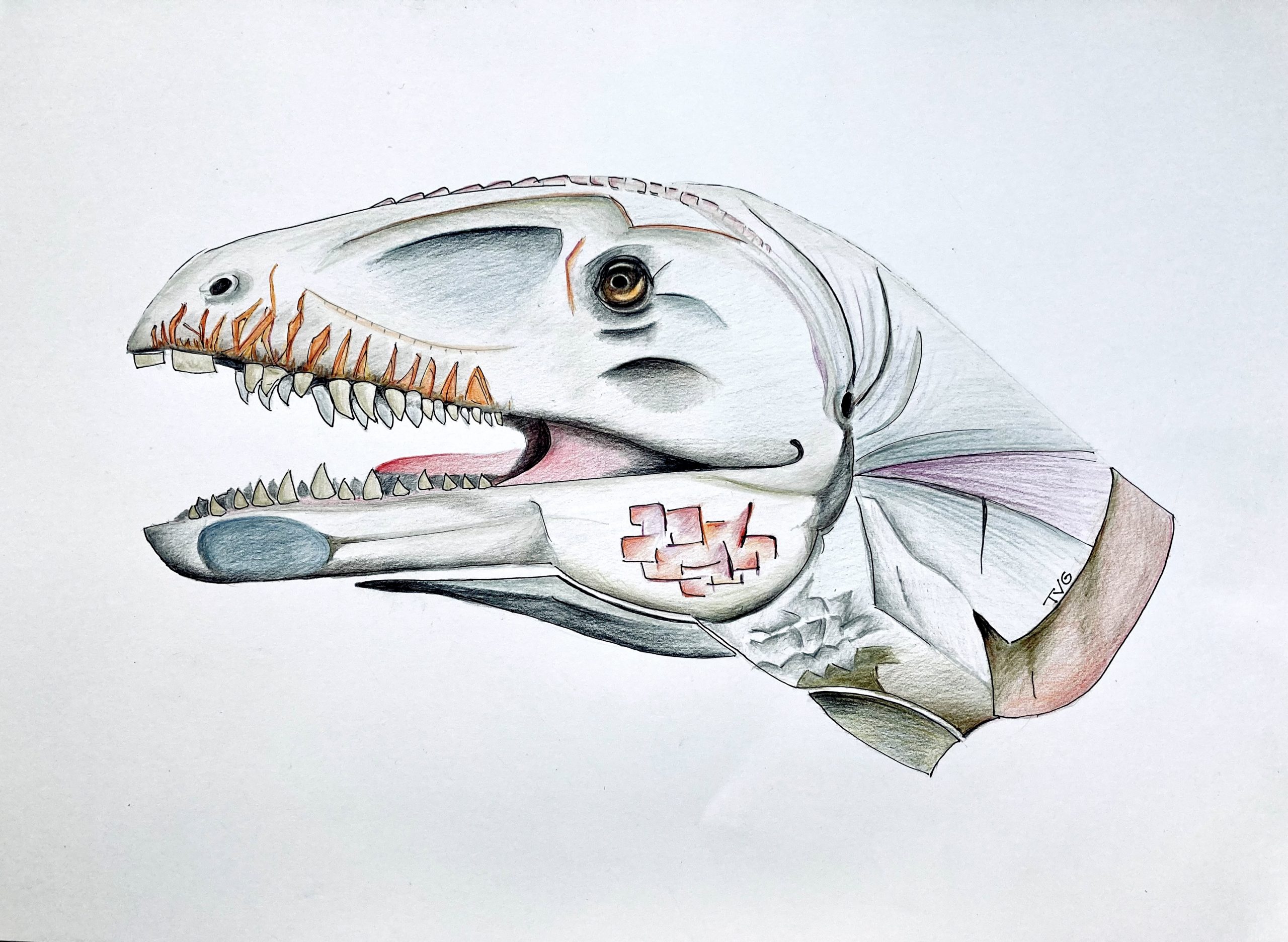Ulughbegsaurus uzbekistanensis.